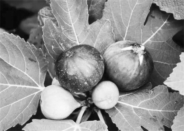 2-2 图2威海无花果.jpg