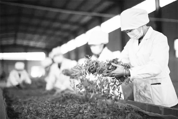 3-4 品牌多而不响 茶香难.jpg