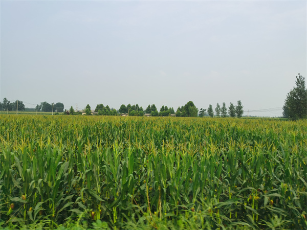 1734617521226763.jpg 1 1 传统农业复垦模式.jpg