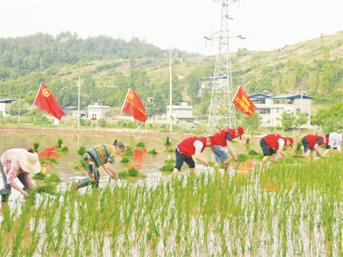 8-1 图1 1稻田里的那一抹“红”.jpg