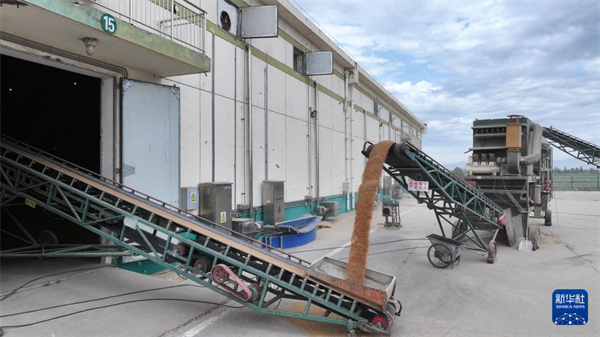 图6宁夏粮食集团银川滨河储备库，自动化输送设备将小麦输送入库（无人机照片）。.png