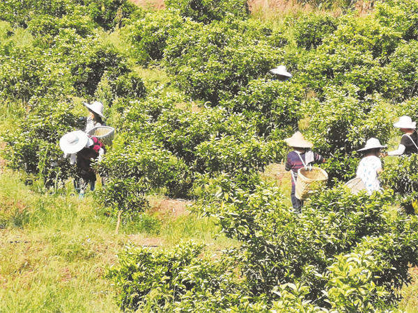 8-1 自然和谐共生的玮益枳壳种植基地.jpg