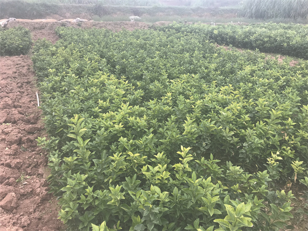 8-6 长势良好的玮益枳壳种植基地.jpg