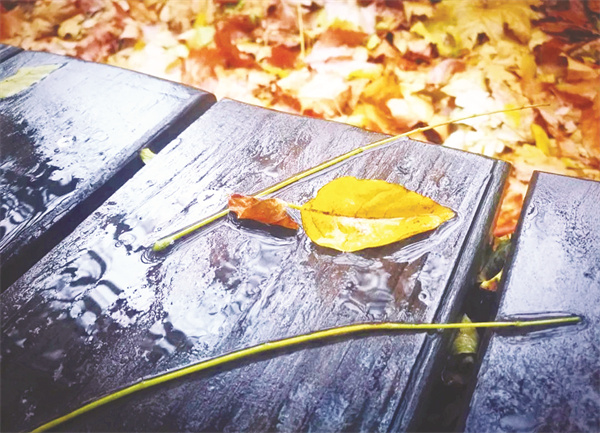 1761650053163218.jpg 8-2 2悸动的秋雨.jpg