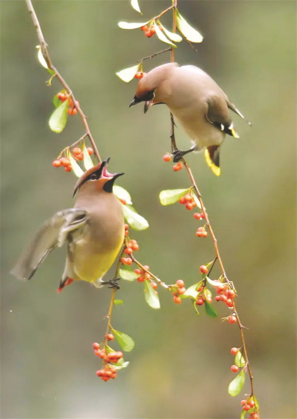 1761650178854959.jpg 8-3 4怀念鸟鸣.jpg