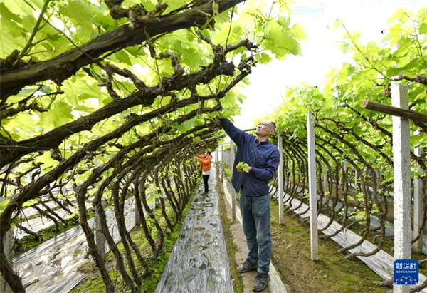 图8河北唐山：发展设施农业 助力乡村振兴.jpg