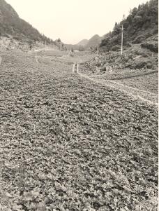 1490240222338918.jpg 1.jpg