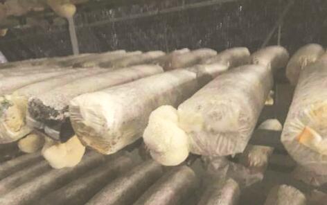 1491994510771904.jpg 2.jpg