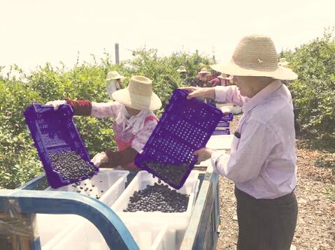 1528886210771559.jpg 2.jpg