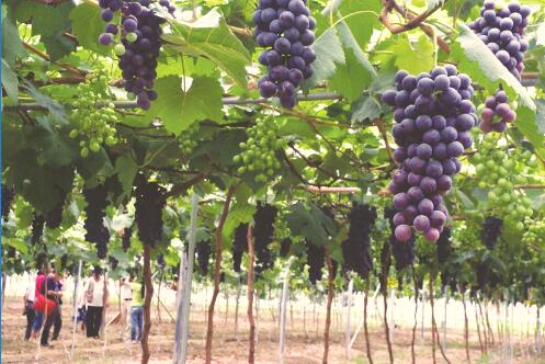 1531908596197515.jpg 1.jpg