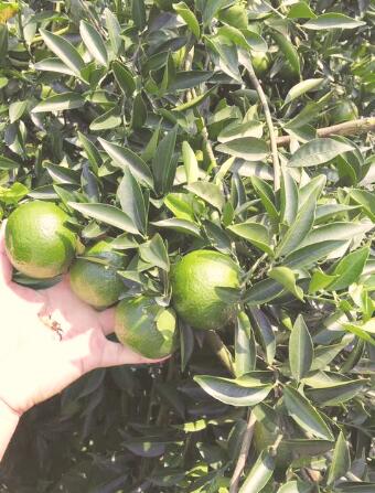 1565174667189942.jpg 4.jpg