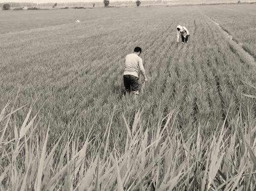 1565610959422141.jpg 4.jpg