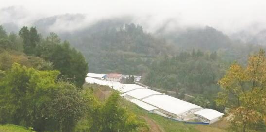 1605008736517859.jpg 2.jpg