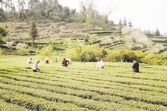 1648639293914472.jpg 2.jpg