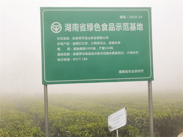 5-3 3-3云雾高山出好茶。本报记者 彭慧摄.jpg