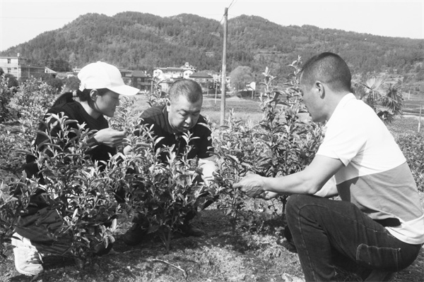 7-1 1 浙江茶人梅仙法.jpg