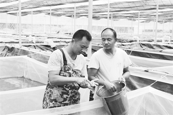 7-2 7 水蛭养殖助农增收.jpg