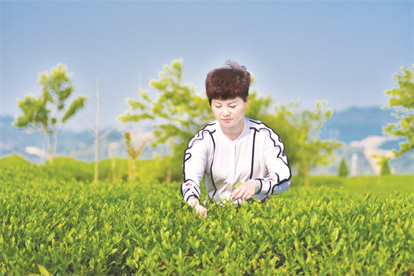 1657110796355318.jpg 5-1 1-1 李丽娟在查看茶叶长势情况.jpg