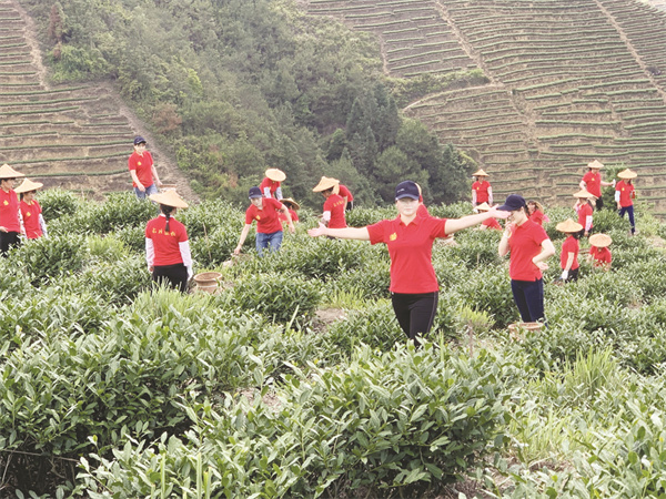 1657110824420633.jpg 5-3 1-3 李丽娟带着员工采茶.jpg