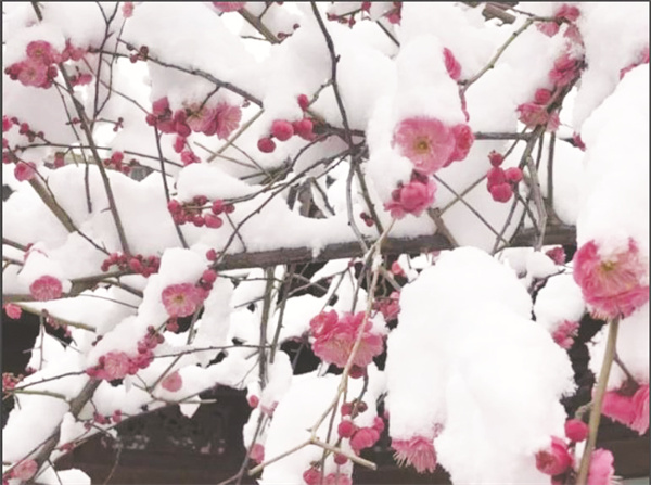 8-2 3东湖梅配图.jpg