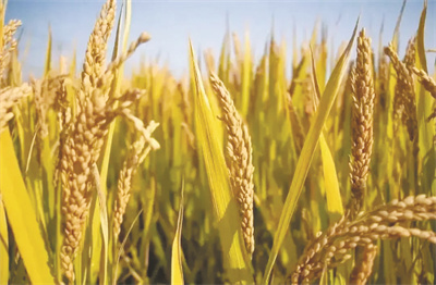 4-1 图配文1五常大米.jpg