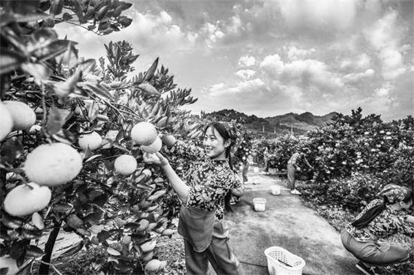 2-1 图配文1采摘常山胡柚.jpg