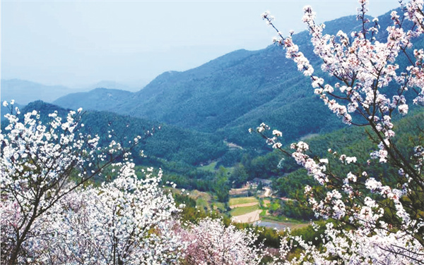 1680002016334205.jpg 8-2 1野樱花之恋.jpg