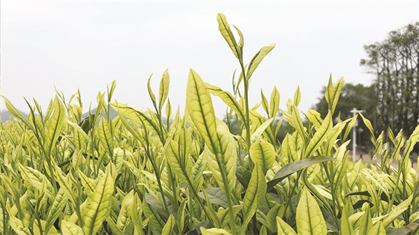 1680870434517327.jpg 4-2 图配文2.jpg