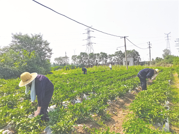 4-2 1 2 职工食堂自耕自种菜园子.jpg
