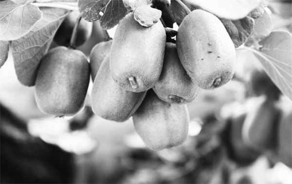 1693037974938410.jpg 2-2 图3博山猕猴桃.jpg