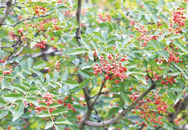 4-1 图1甘肃陇南.jpg