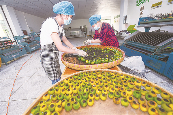 1693624504375884.jpg 4-3 图4小青柑串起富民产业链.jpg