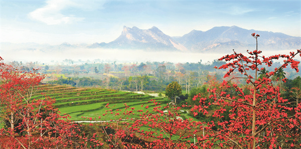 1693643788803733.jpg 昌江霸王岭木棉花.jpg