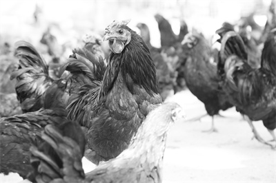 1694331529250383.jpg 3-2 1 2万源旧院黑鸡 马发海摄.jpg