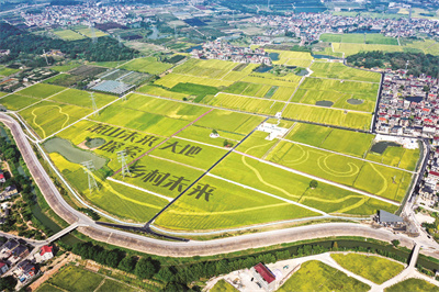 1694332447380766.jpg 横一村(横一村提供).jpg