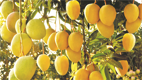 1-3 图2丽江芒果.jpg