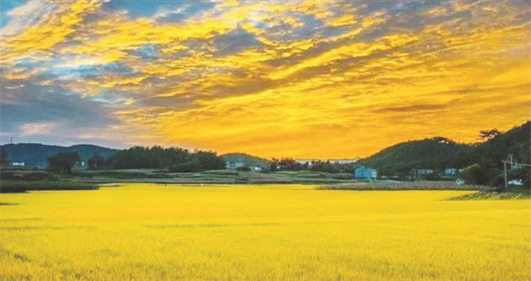 4-5 5 友好村水稻基地.jpg