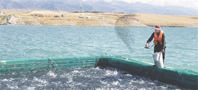 1-3 图2新疆伊犁尼勒克县喀拉苏乡的三文鱼养殖基地.jpg