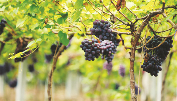 4-2 图2鸣沙山下葡萄熟了.jpg