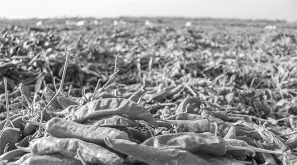 1699089641620931.jpg 3-1 图1新疆辣椒.jpg