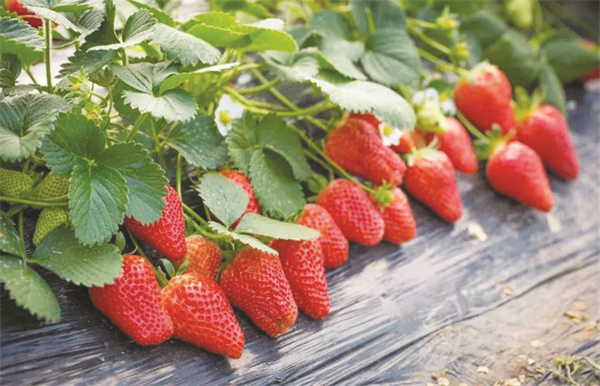 1-1 图1花溪草莓.jpg