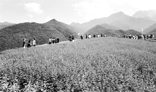 1701690081523752.jpg 3-2 3,游客在蓝田县荞麦岭观光游览。 刘潇 摄.jpg