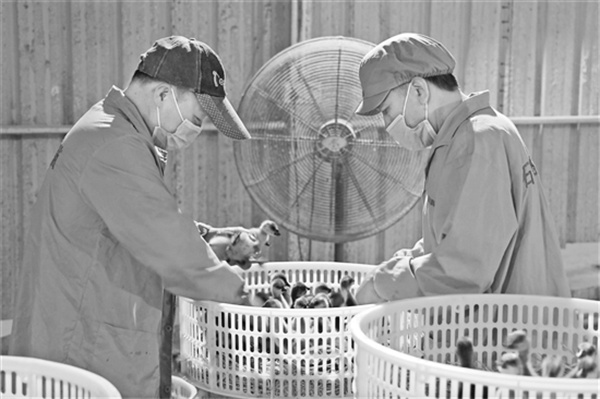 3-1 图1金业禽苗工人筛选鹅苗.jpg