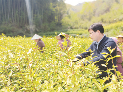 4-3 3 图为吴敬云在查看茶叶长势.jpg