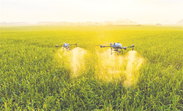 1704725570841696.jpg 1-1 1,大疆农业无人机T60(右)与.jpg