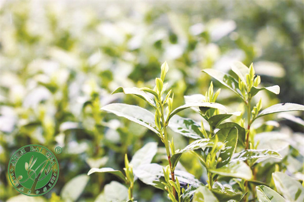 1705668776633550.jpg 4-3 图3安吉白茶.jpg