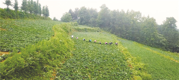 4-1 1 彭水红薯种植基地.jpg