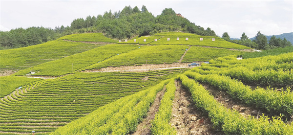 4-6 6 白茶种植基地.jpg