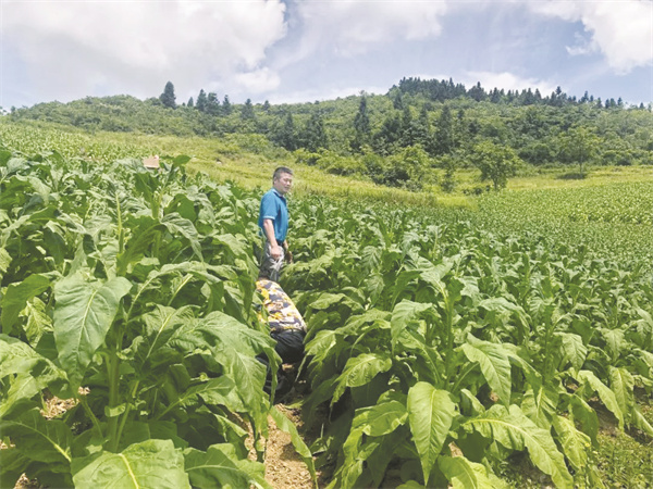 4-5 5 彭水县烤烟种植基地.jpg
