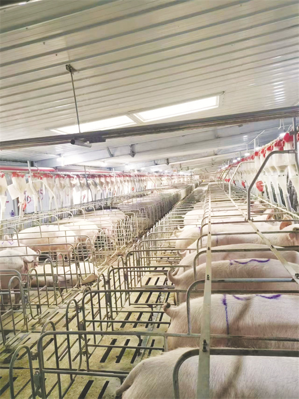 4-4 4 生猪养殖场.jpg